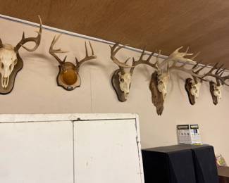 More deer racks with skulls 
