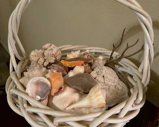 Various sea shells