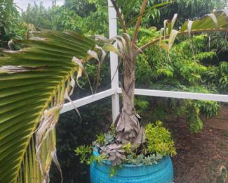 Very large pot and plant