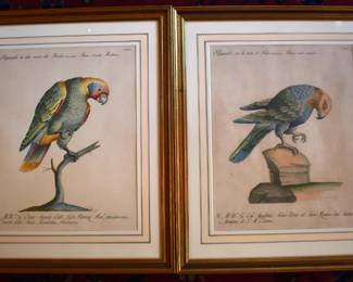 Saverio Manetti 1776 Parrot Hand Colored Engravings, 2 Of A Set of 11