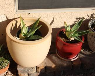 Agave plants - we have lots of them!