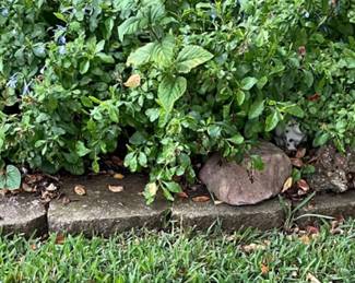 More rocks (uniformed cement garden edging stones are not for sale)