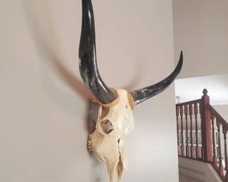 34" tip to tip, skull 16" tall WITH teeth!  $250.