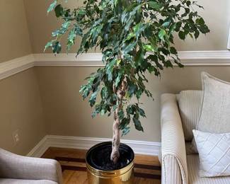 Live Ficus Tree in Brass Pot