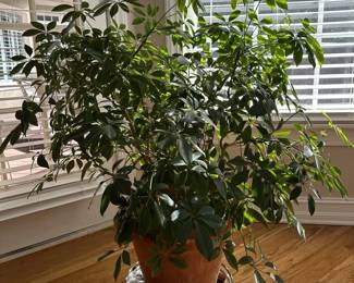 Umbrella Tree Plant on Rolling Plant Stand