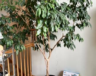 Real Ficus tree!