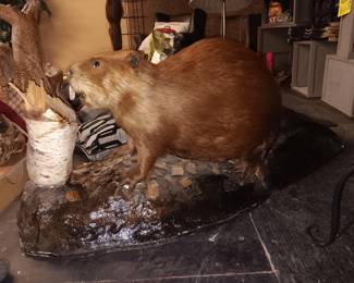 Professionally mounted North American Beaver -Valued at nearly $3000 - SALE PRICE $450