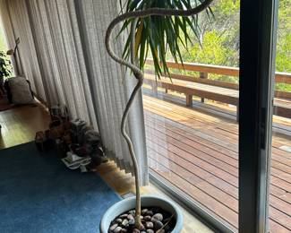 Large Dracaena houseplant