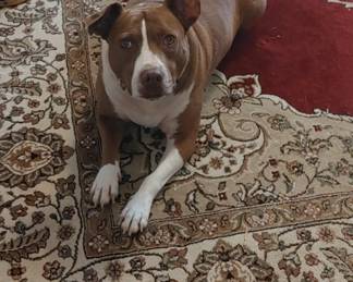 Hi My name is Precious & im ready to see some friends that will put me! 