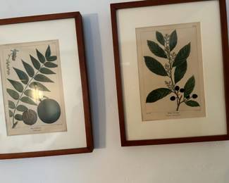 Botanical Prints