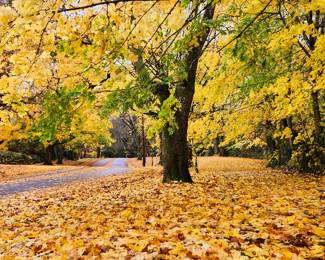 Fall in Eastmoreland