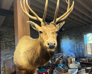 BEAUTIFUL ELK MOUNT 
