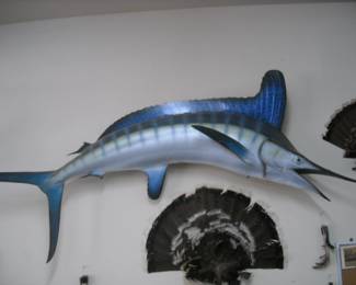 Vintage Blue Marlin Sail Fish mounted trophy. 72"
