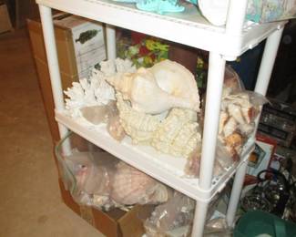 Wonderful collection of sea shells