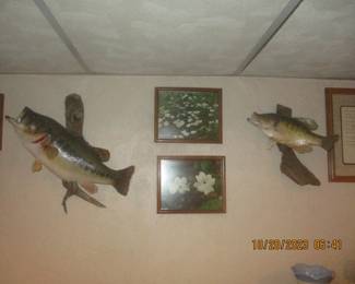 Taxidermy mounted fish