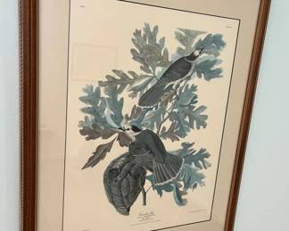 103 Audubon Canada Jay Printmin
