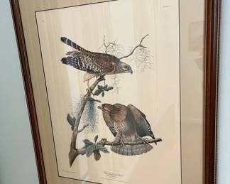103 Audubon Redshouldered Hawk Printmin