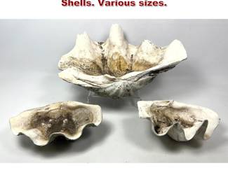 Lot 1911 3pc Natural Real Giant Clam Shells. Various sizes. 