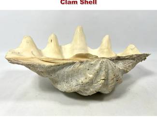 Lot 1914 Medium Size Natural Giant Clam Shell