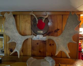 Moose antlers