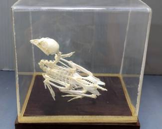 Fish Skeleton In Glass Display, 9.5" L x 3" W x 4.5" H, And Bird Skeleton In Display Box, 6" L x 5" W x 6.5" H