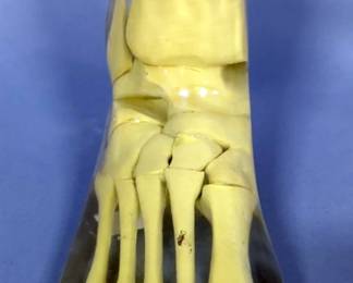 Anatomically Correct Foot And Model Hand