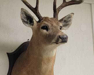 We have several full head mounts. Some deer and some sheep.  We also have some full rack skull mounts, and a huge box of individual horns and sheds. 
