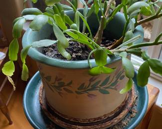Potted Christmas Cactus