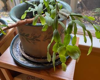Potted Christmas Cactus