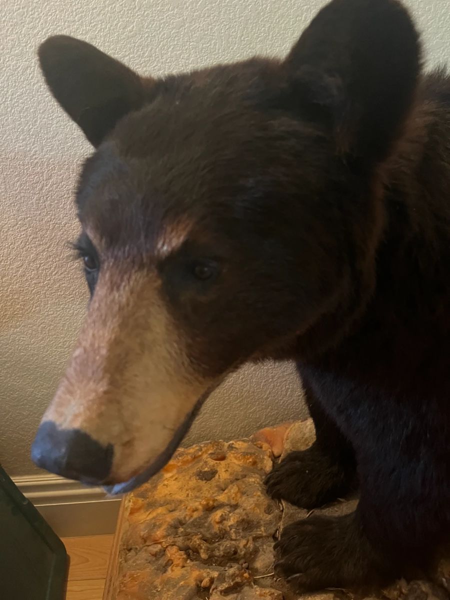 ONLINE AUCTION TAXIDERMY IMPALAS, BEARS... starts on 10/16/2023