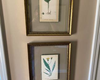 Antique botanical prints