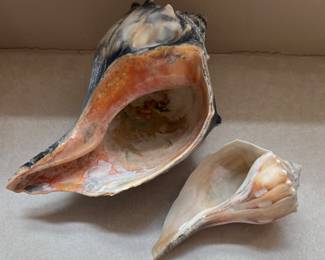 Conch shells