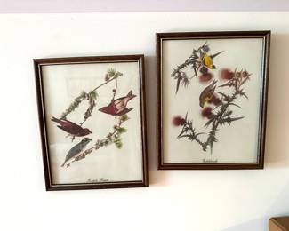 Finch Birds, Framed Book plates