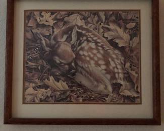 Picture of a fawn