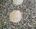 Sand dollar stepping stones