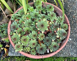 Potted Hens and Chicks