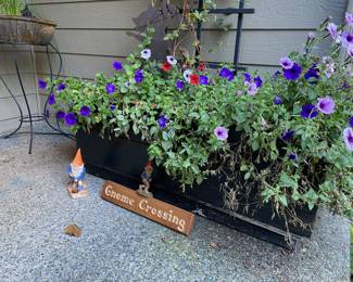 Potted Petunias