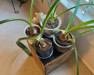4 Amaryllis Plants