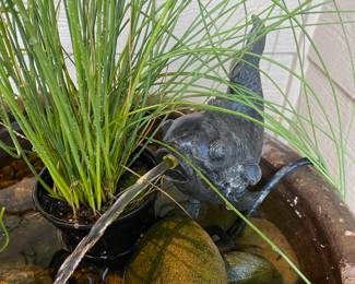 Bulrush Ornamental Grass