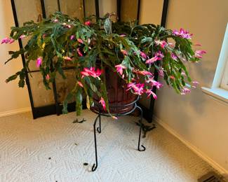 Potted Christmas Cactus, Small Black Metal Plant Stand