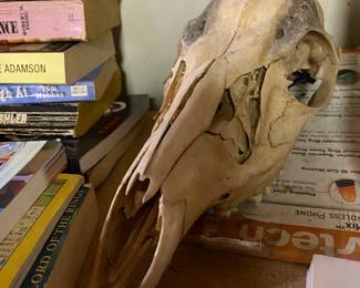 Deer Skull