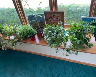 House Plants for Sale!!