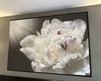 Stretch Canvas Print "White Beauty" by Philippe Sainte-Laudy