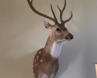 Axis deer head - taxidermy
