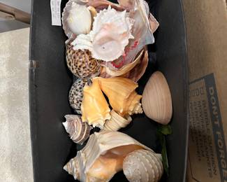 Sea shells