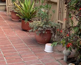 Garden pots with plants for sale.