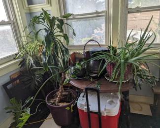 a sunroom full of plants though many were sold presale- don't dawdle or you will miss out on saving these soon to be orphaned plants.....
