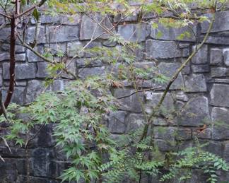 Japanese maple potted