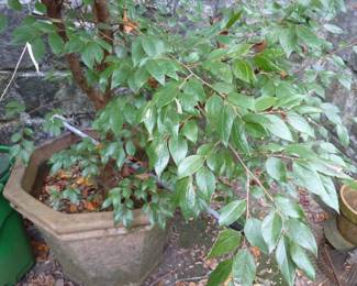 potted sweet shrub