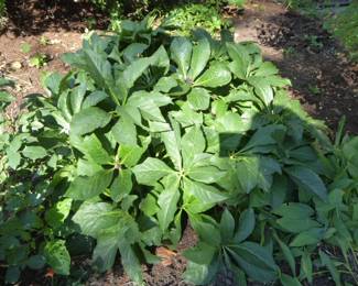 Go to Description & Details page and click on View More for prices & info